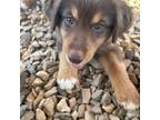 Australian Shepherd Puppy for sale in Newport, TN, USA