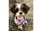 Adopt Dakota a Havanese, Shih Tzu