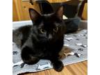 Adopt Destiny a Domestic Medium Hair