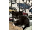 Adopt Mary (139822) a Domestic Short Hair