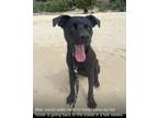 Adopt Blair a Black Labrador Retriever, Shepherd