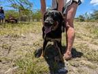 Adopt Scarlett a Labrador Retriever, Shepherd