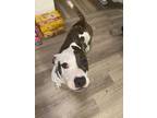 Adopt Joy a Pit Bull Terrier