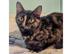 Adopt Harper Finkle a Domestic Short Hair