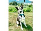 Adopt Nautilus a Husky, Mixed Breed