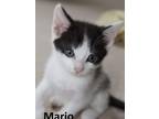 Adopt Mario a Domestic Short Hair