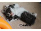 Adopt Rosalina a Domestic Medium Hair
