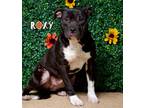 Adopt Roxy a American Staffordshire Terrier