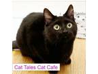 Adopt Baby Girl a Domestic Short Hair