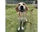 Adopt Rocky a Treeing Walker Coonhound