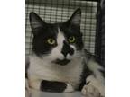 Adopt Atwell a Domestic Short Hair