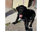 Adopt Cheddar a Black Labrador Retriever