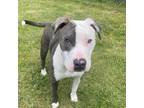 Adopt Chico a Pit Bull Terrier