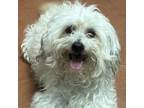 Adopt Peppermint a Poodle