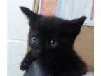 Adopt SHERLOCK a Domestic Short Hair