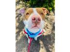 Adopt MOOSE a Pit Bull Terrier