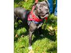 Adopt JAY a Pit Bull Terrier