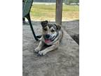 Adopt Pudge a Mixed Breed