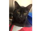 Adopt Aerosmith a Domestic Short Hair