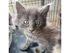 Adopt Comet a Nebelung, Domestic Long Hair