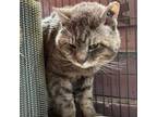 Adopt Ned a Domestic Short Hair