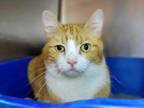 Adopt Mo a Domestic Short Hair