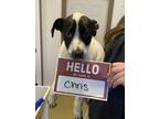Adopt Chris a Catahoula Leopard Dog, Mixed Breed