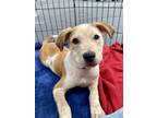 Adopt Dustin a Catahoula Leopard Dog, Mixed Breed