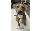 Adopt Jameson a Terrier, Mixed Breed
