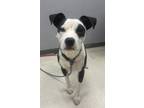 Adopt Jonah a Terrier, Mixed Breed