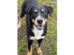 Adopt P.J. a Hound, Mixed Breed