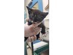 Adopt Moo-stachio a Domestic Short Hair