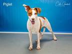 Adopt PIGLET a Mixed Breed
