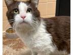 Adopt ANTHONY CLAWFORD a Domestic Short Hair