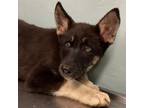 Adopt Ponder a German Shepherd Dog