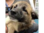 Adopt Garnet a Belgian Shepherd / Malinois