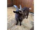 Adopt Pixel a Goat