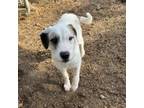 Adopt Denmark a Wirehaired Terrier