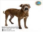 Adopt EARL a Pit Bull Terrier, Labrador Retriever