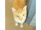 Adopt Ricky a Domestic Short Hair