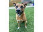 Adopt Pumpkin a Labrador Retriever