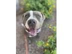 Adopt PERRY a Pit Bull Terrier