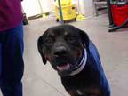 Adopt RAMBO a Rottweiler