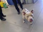 Adopt MATHEW MOO a Pit Bull Terrier