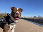 Adopt POPCORN a Pit Bull Terrier