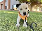 Adopt LEMON a Pit Bull Terrier, Mixed Breed