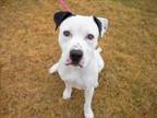 Adopt LEMON a Pit Bull Terrier, Mixed Breed