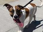 Adopt COOLIO a Pit Bull Terrier, English Pointer