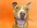 Adopt CAYENNE a Pit Bull Terrier, Mixed Breed