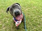 Adopt ZEUS a Pit Bull Terrier